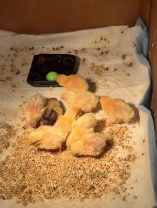 Pet button quails