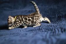 Leopard-Look Bengal Kittens: Brown, Silver, Charcoal, TICA