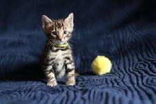 Leopard-Look Bengal Kittens: Brown, Silver, Charcoal, TICA - Photo 2