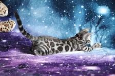 Leopard-Look Bengal Kittens: Brown, Silver, Charcoal, TICA - Photo 4