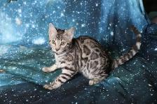 Leopard-Look Bengal Kittens: Brown, Silver, Charcoal, TICA - Photo 6