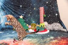 Leopard-Look Bengal Kittens: Brown, Silver, Charcoal, TICA - Photo 8