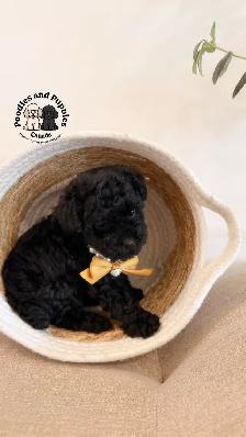 Black - Girl - Toy Poodle - Estimate 2.5kg