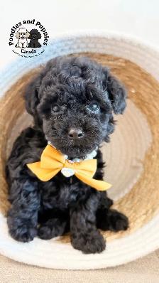 Black - Girl - Toy Poodle - Estimate 2.5kg - Photo 2