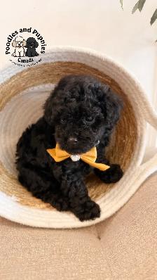 Black - Girl - Toy Poodle - Estimate 2.5kg - Photo 3