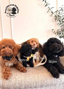 Black - Girl - Toy Poodle - Estimate 2.5kg - Photo 4