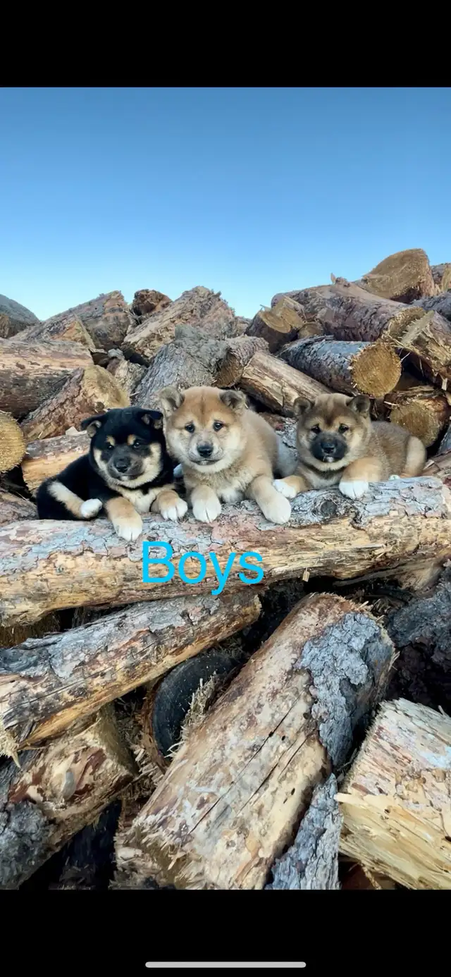 Shiba Inu Puppies