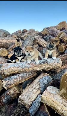 Shiba Inu Puppies - Photo 2