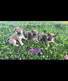Shiba Inu Puppies - Photo 3