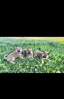 Shiba Inu Puppies - Photo 4