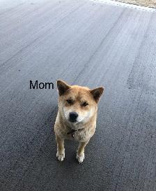 Shiba Inu Puppies - Photo 5