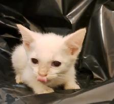 White Fur Blue Eyes Siamese Flame Points