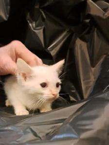 White Fur Blue Eyes Siamese Flame Points - Photo 2