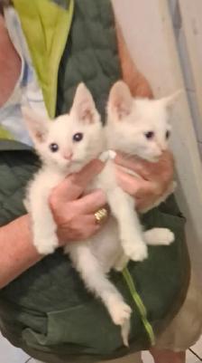 White Fur Blue Eyes Siamese Flame Points - Photo 3