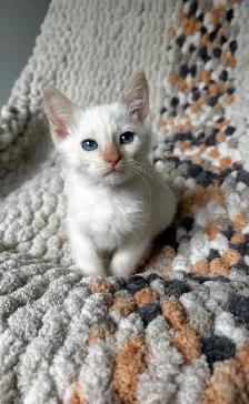 White Fur Blue Eyes Siamese Flame Points - Photo 4
