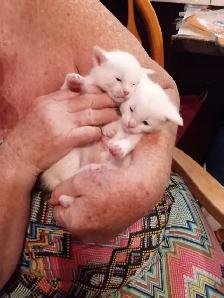 White Fur Blue Eyes Siamese Flame Points - Photo 5