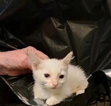 White Fur Blue Eyes Siamese Flame Points - Photo 6