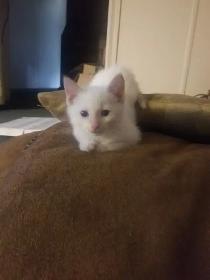 White Fur Blue Eyes Siamese Flame Points - Photo 7
