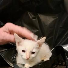 White Fur Blue Eyes Siamese Flame Points - Photo 8