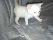 White Fur Blue Eyes Siamese Flame Points - Photo 9