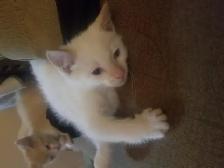 White Fur Blue Eyes Siamese Flame Points - Photo 10
