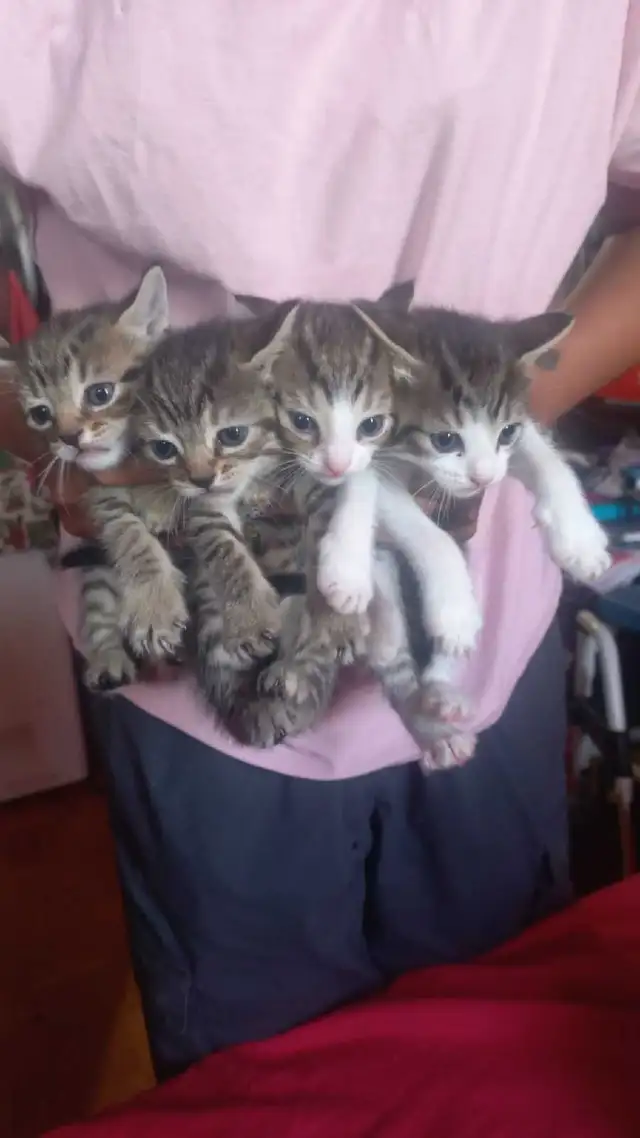BEAUTIFUL GORGEOUS  BABIES KITTY READY TO GO
