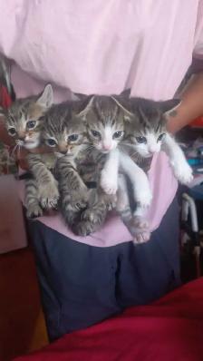 BEAUTIFUL GORGEOUS  BABIES KITTY READY TO GO