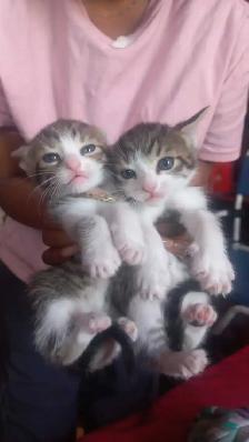 BEAUTIFUL GORGEOUS  BABIES KITTY READY TO GO - Photo 2