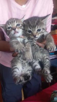 BEAUTIFUL GORGEOUS  BABIES KITTY READY TO GO - Photo 3