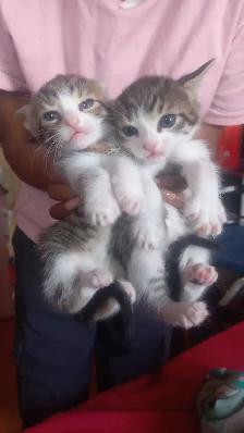 BEAUTIFUL GORGEOUS  BABIES KITTY READY TO GO - Photo 4