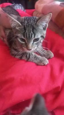 BEAUTIFUL GORGEOUS  BABIES KITTY READY TO GO - Photo 5