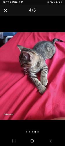 BEAUTIFUL GORGEOUS  BABIES KITTY READY TO GO - Photo 6