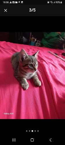 BEAUTIFUL GORGEOUS  BABIES KITTY READY TO GO - Photo 7