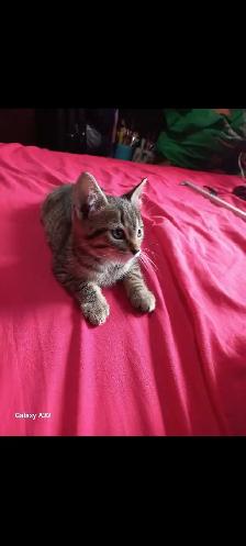 BEAUTIFUL GORGEOUS  BABIES KITTY READY TO GO - Photo 8
