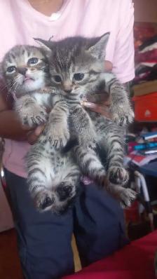 BEAUTIFUL GORGEOUS  BABIES KITTY READY TO GO - Photo 9