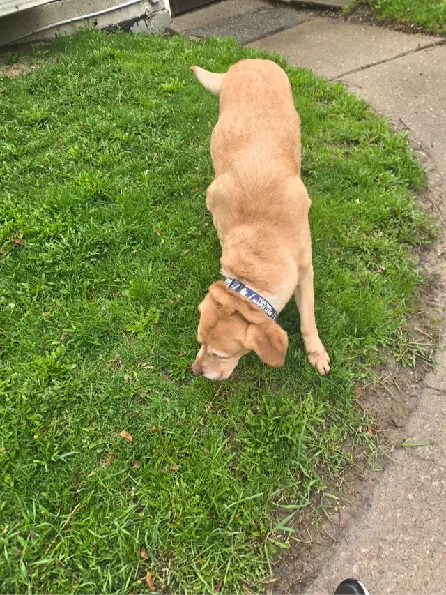 Labrador