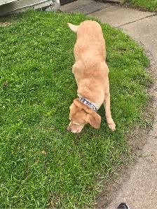 Labrador