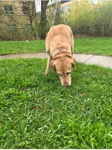 Labrador - Photo 2