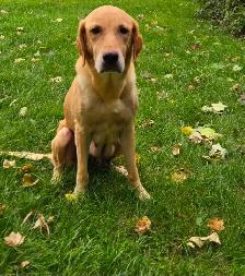 Labrador - Photo 3