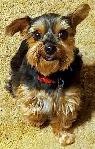 Dog Sitter and Puppy Sitter in Calgary - Photo 7