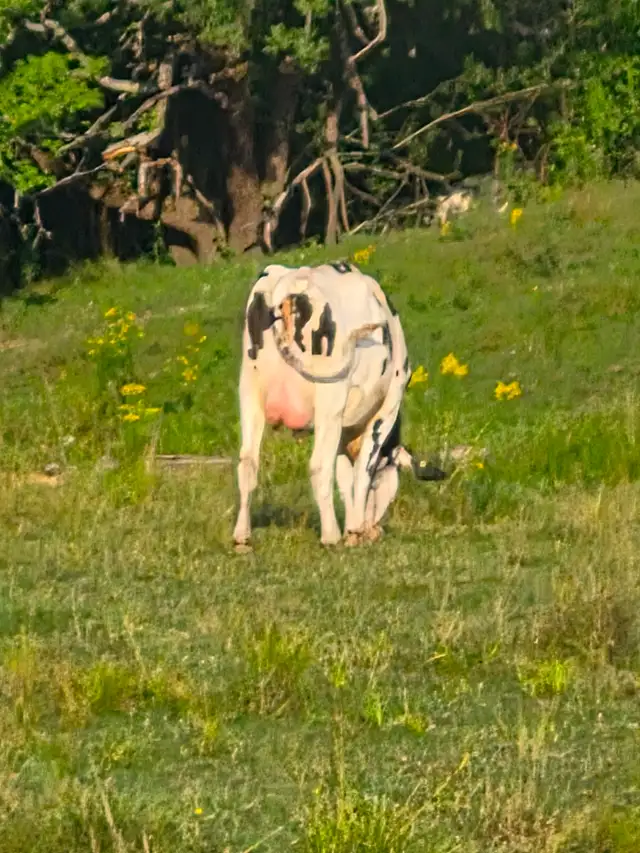 FRESH HEIFERS