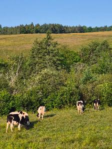FRESH HEIFERS - Photo 2