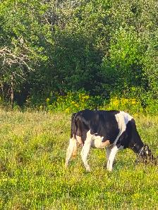 FRESH HEIFERS - Photo 3