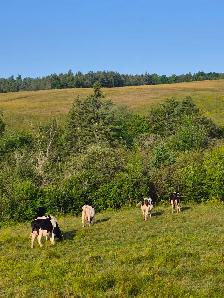 FRESH HEIFERS - Photo 4