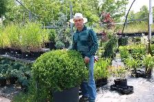 Cedars, boxwoods, yews, Japanese Maples Trees and more - Photo 6