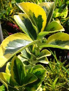 Cedars Yews Boxwoods Japanese Maples Hydrangea - Photo 8
