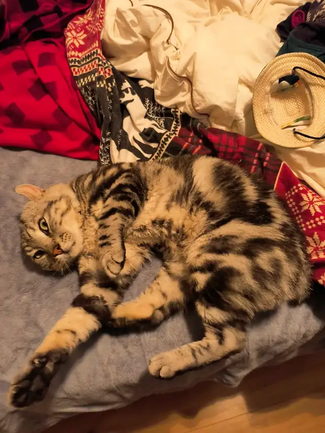 chat  Hinghand lynx