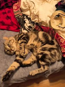 chat  Hinghand lynx