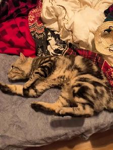 chat  Hinghand lynx - Photo 2