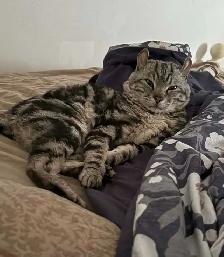 chat  Hinghand lynx - Photo 4